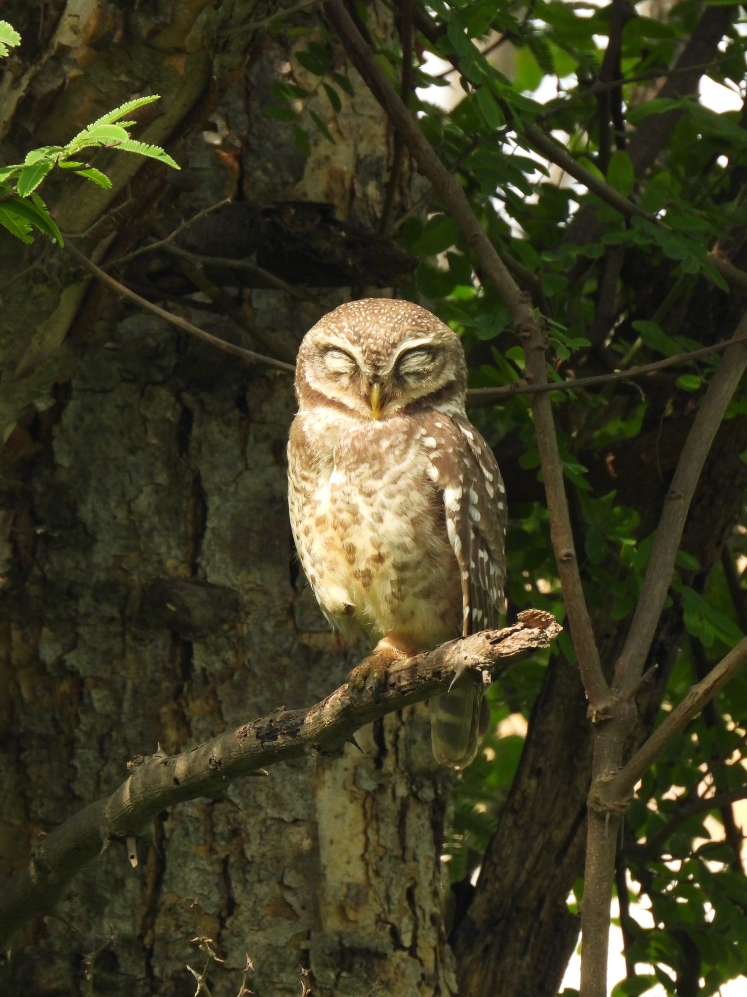 Spotted Owlet