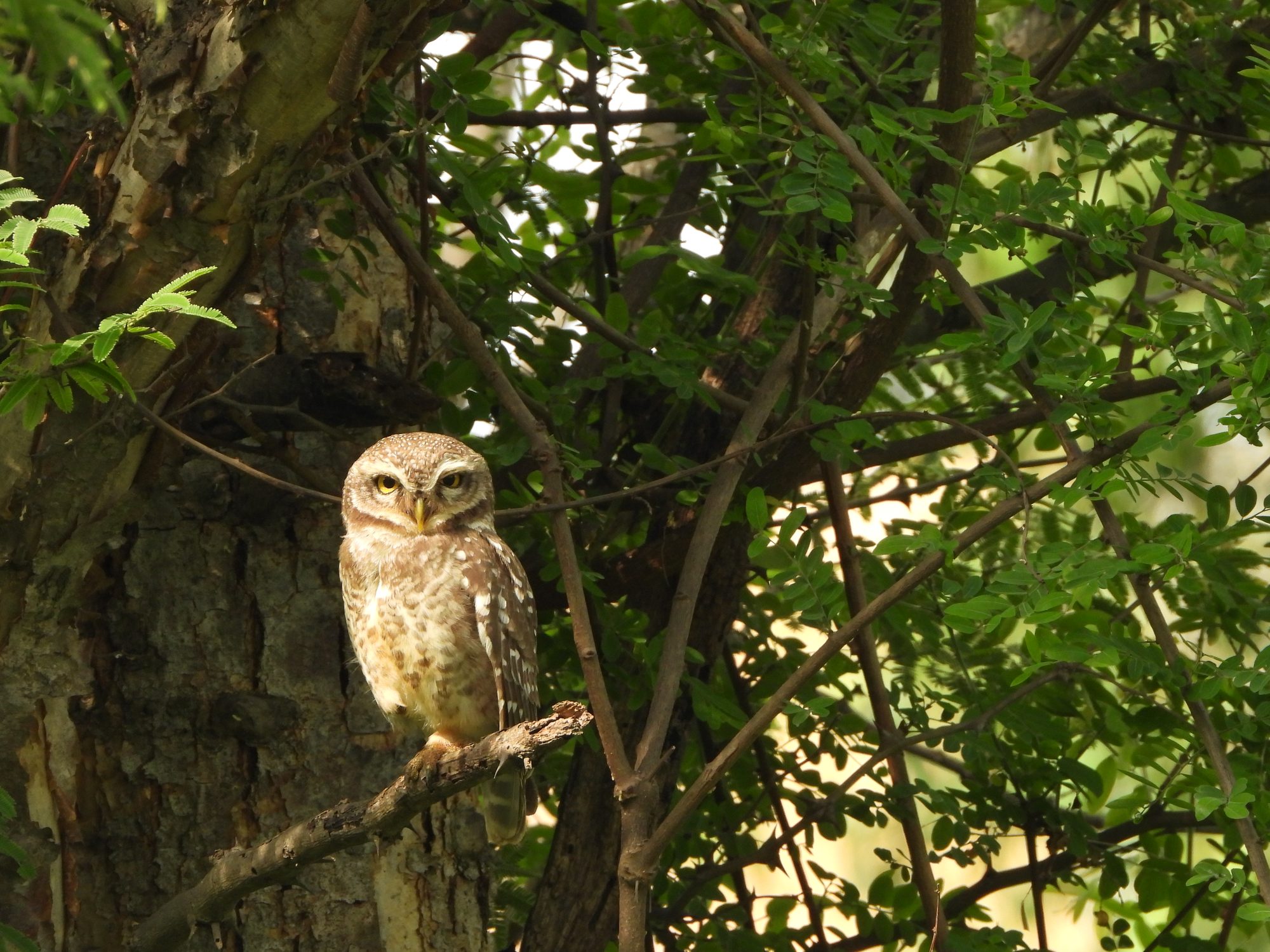 Spotted Owlet