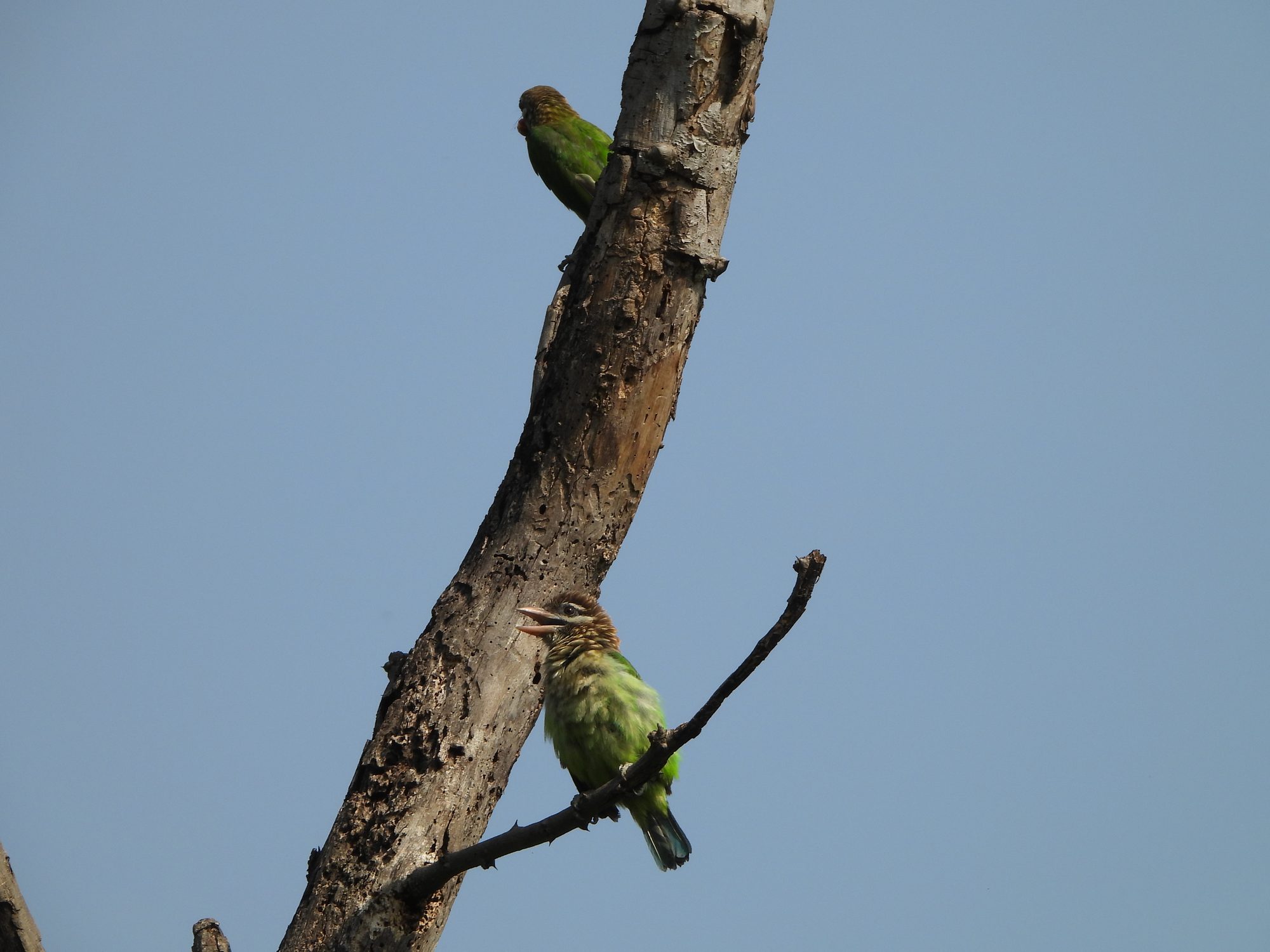 White-cheeked Barbet