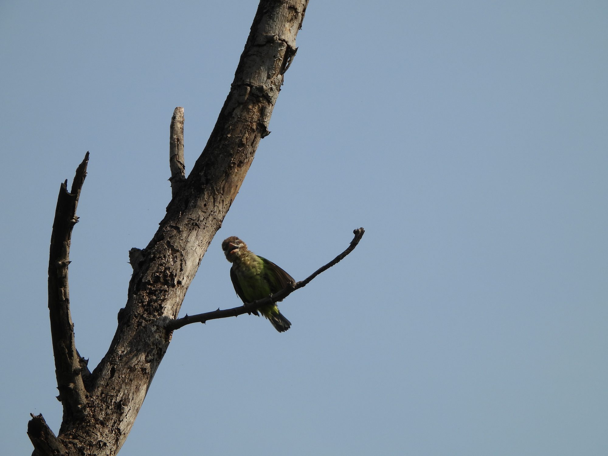 White-cheeked Barbet