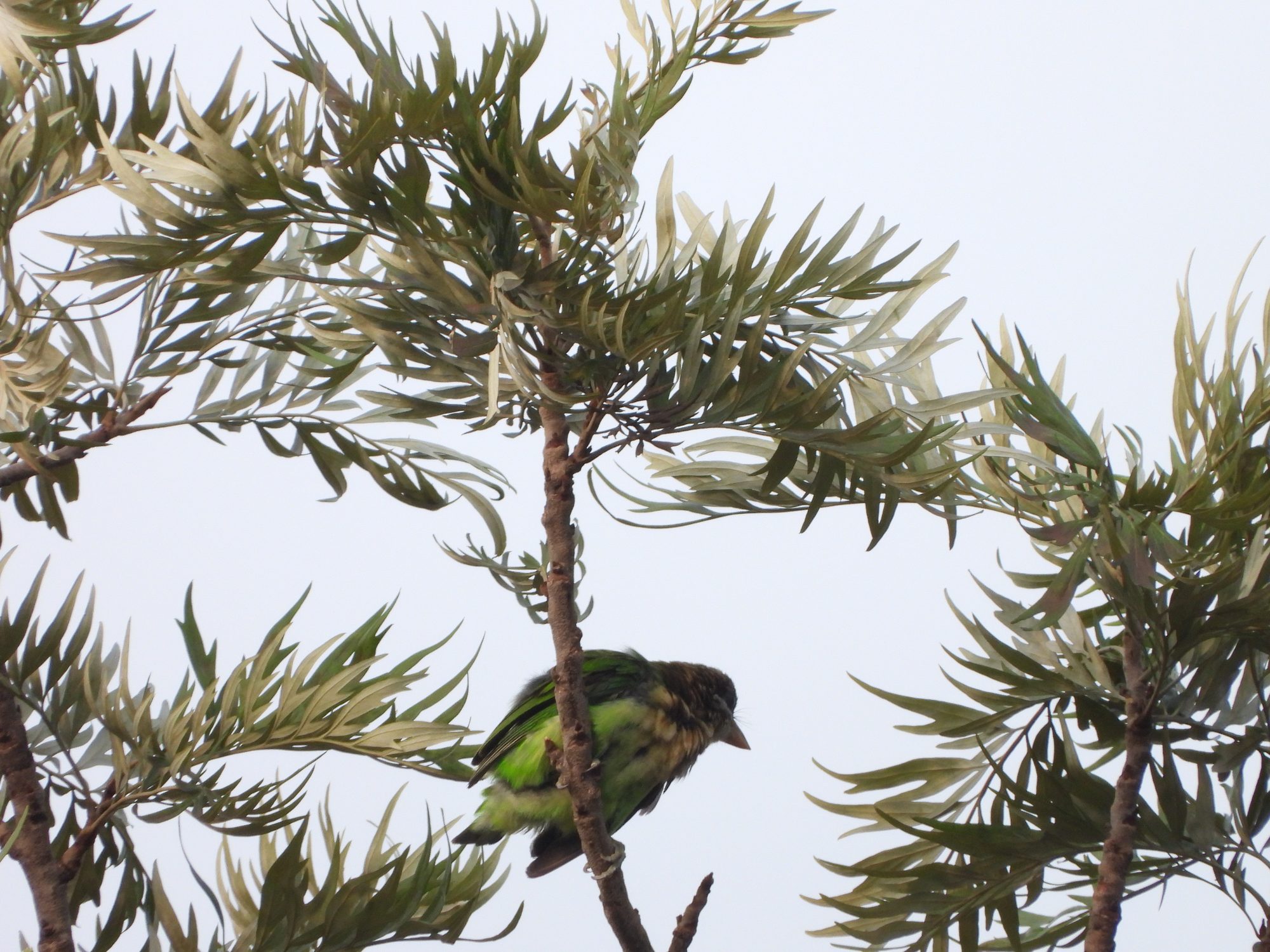 White-cheeked Barbet
