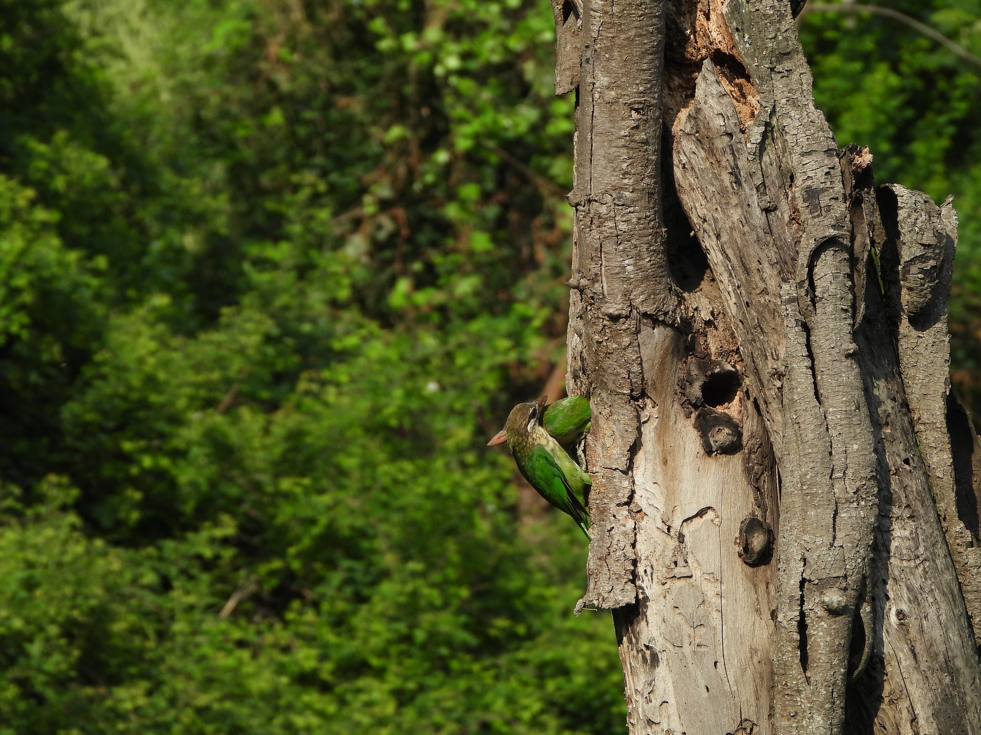 White-cheeked Barbet